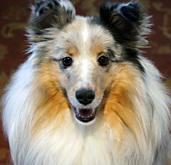Piper