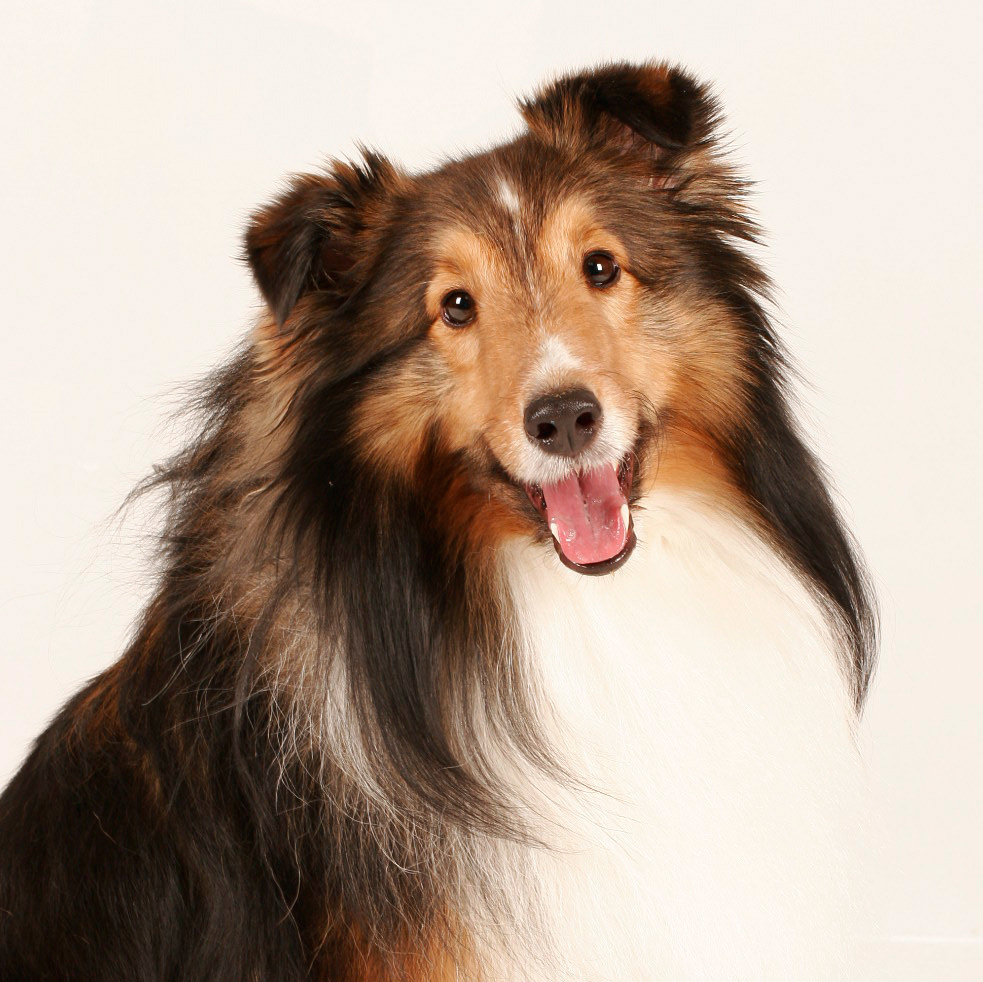 Bailey
